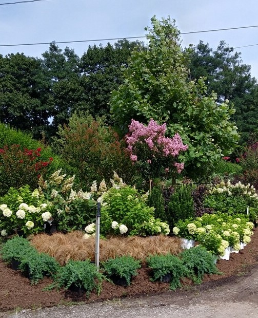 Decorative Gardens Nursery | 3726 Middle Country Rd, Calverton, NY 11933 | Phone: (631) 727-9511