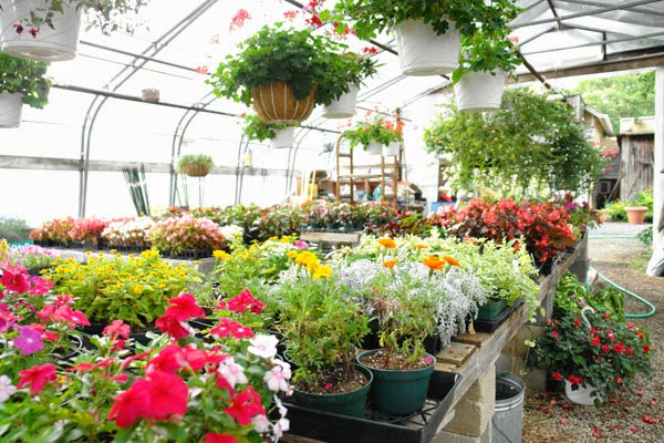 The Village Nurseries | 818 Old York Rd, East Windsor, NJ 08520 | Phone: (609) 448-0436