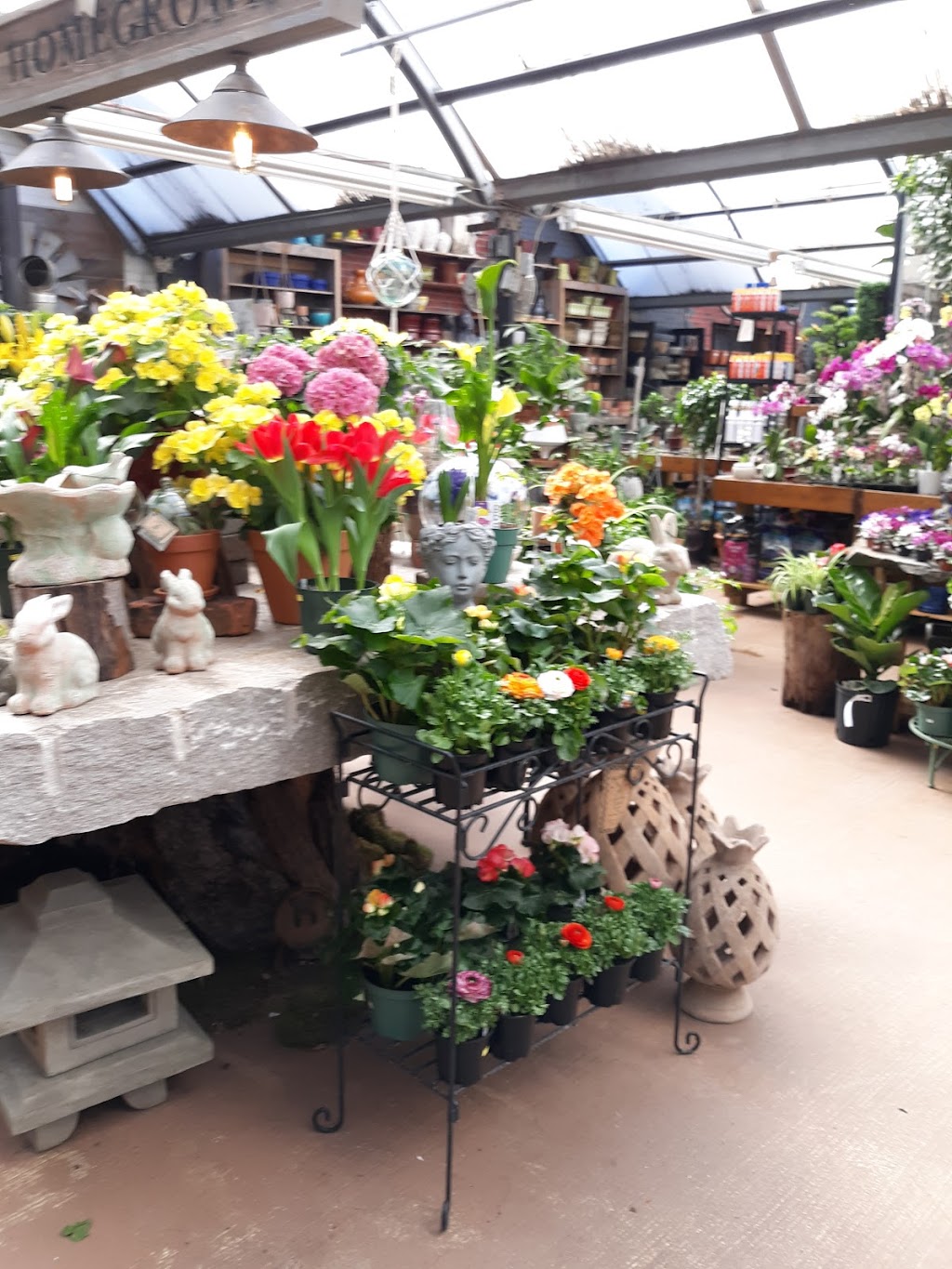 Hollandia Nurseries | 95 Stony Hill Rd, Bethel, CT 06801 | Phone: (203) 792-0268