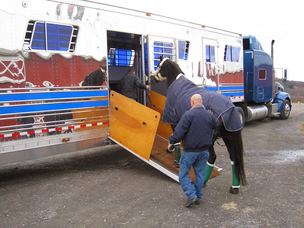 Judge Manning Horse Transportation | 18 Mechanic St, Amenia, NY 12501 | Phone: (845) 373-8700