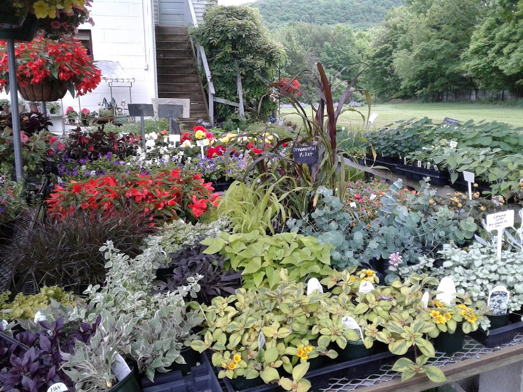 Sugar Loaf Mountain Herbs | 67 White Oak Dr, Chester, NY 10918 | Phone: (845) 469-6460