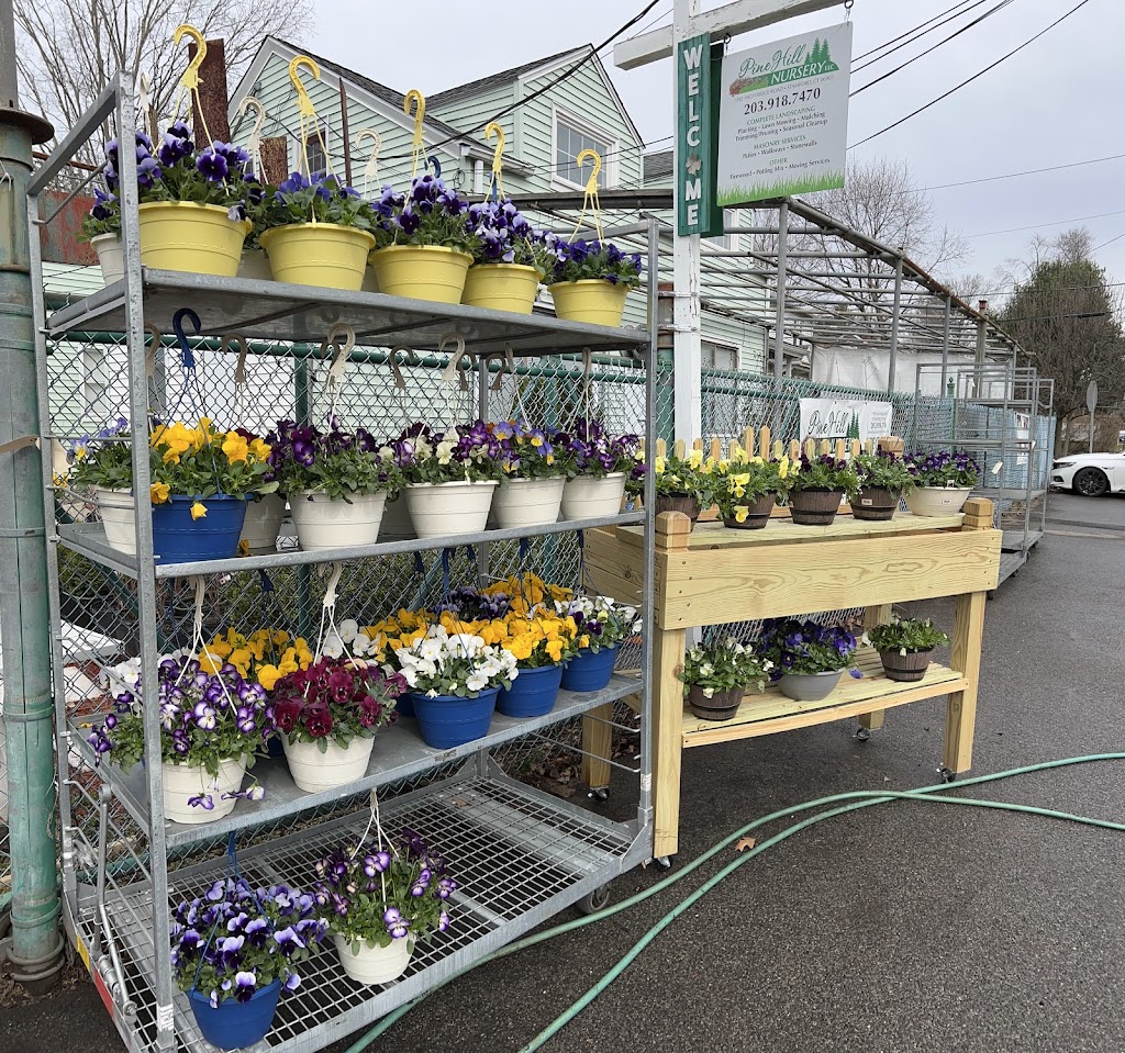 Pine Hill Nursery | 1392 High Ridge Rd, Stamford, CT 06903 | Phone: (203) 918-7470