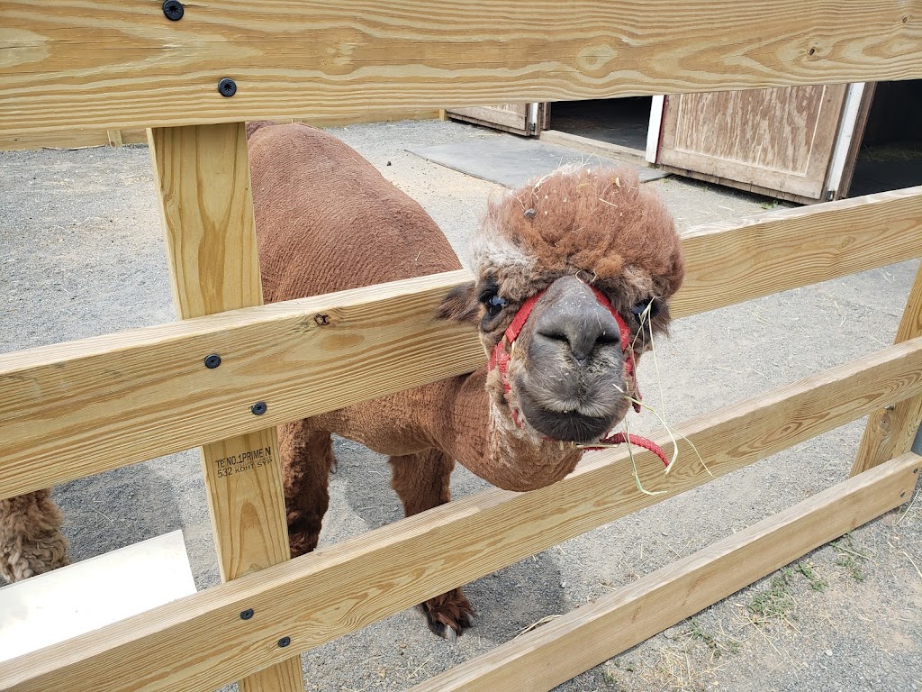 Hidden Spring Lavender & Alpaca Farm | 890 Belle Mead-Blawenburg Rd, Skillman, NJ 08558 | Phone: (609) 558-7034