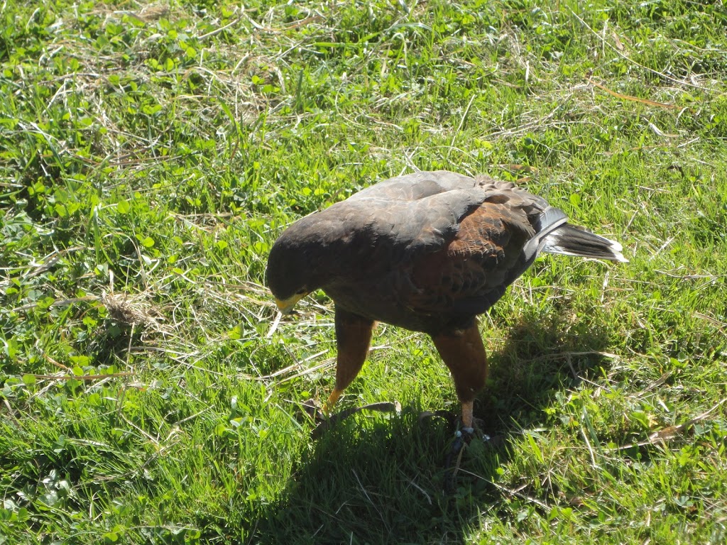 New England Falconry | 115 River Dr, Hadley, MA 01035 | Phone: (413) 259-1466