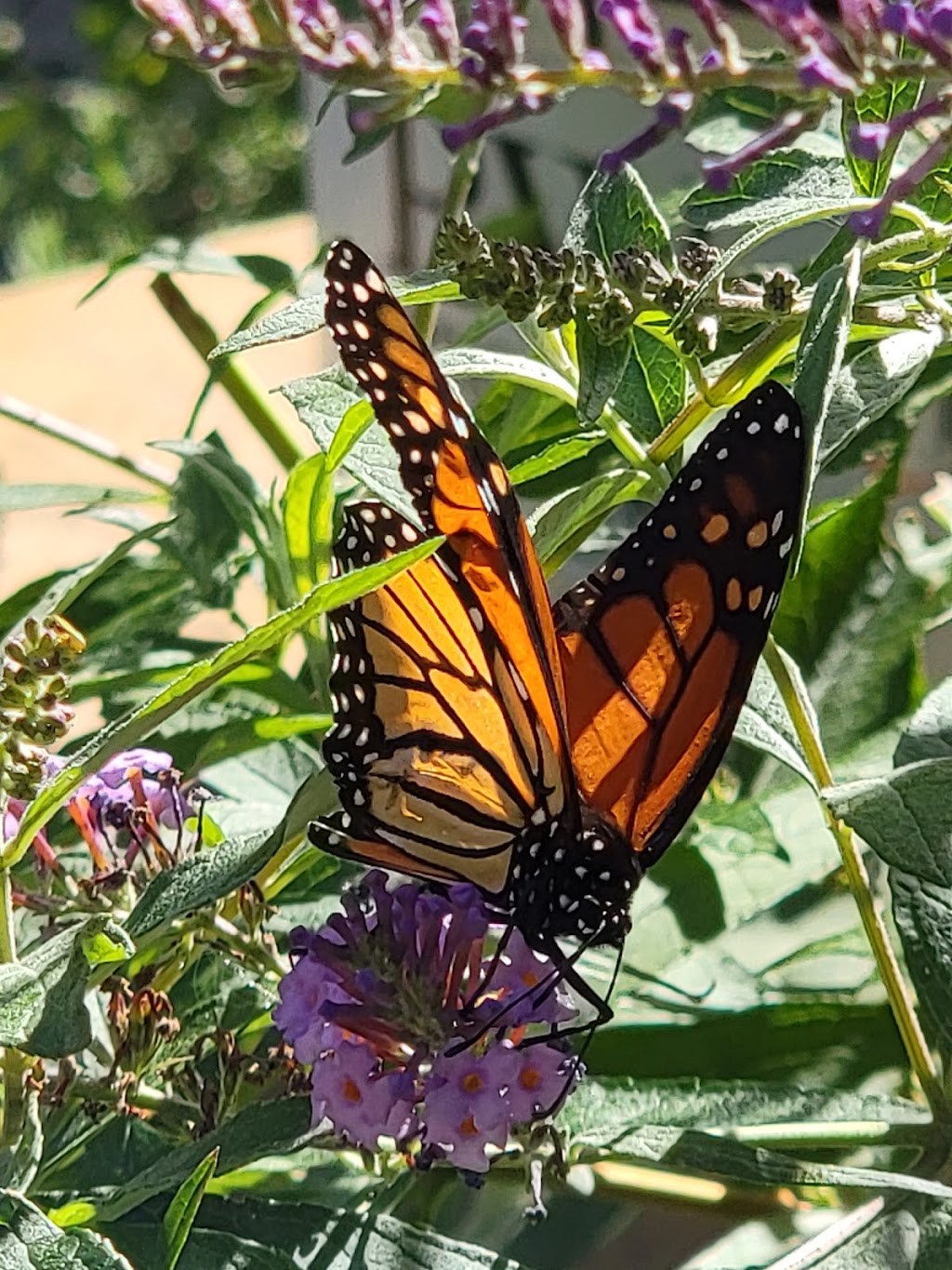 Inwood Butterfly Sanctuary | 603 Isham St, New York, NY 10034 | Phone: (646) 520-6482