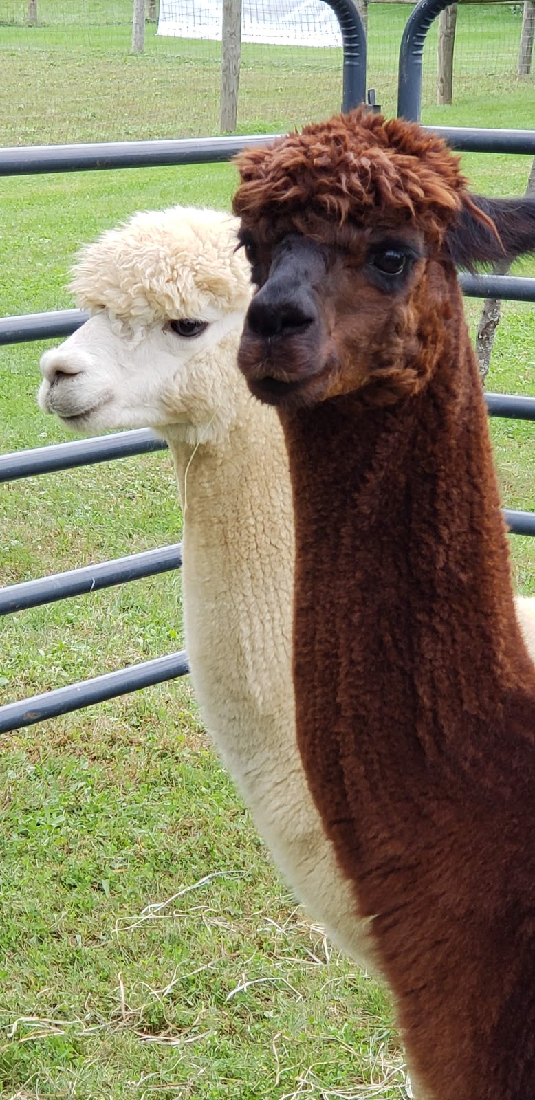 Crimson Leaf Alpaca Farm , Hudson N.Y. | 690 Fish and Game Rd, Hudson, NY 12534 | Phone: (518) 672-5124