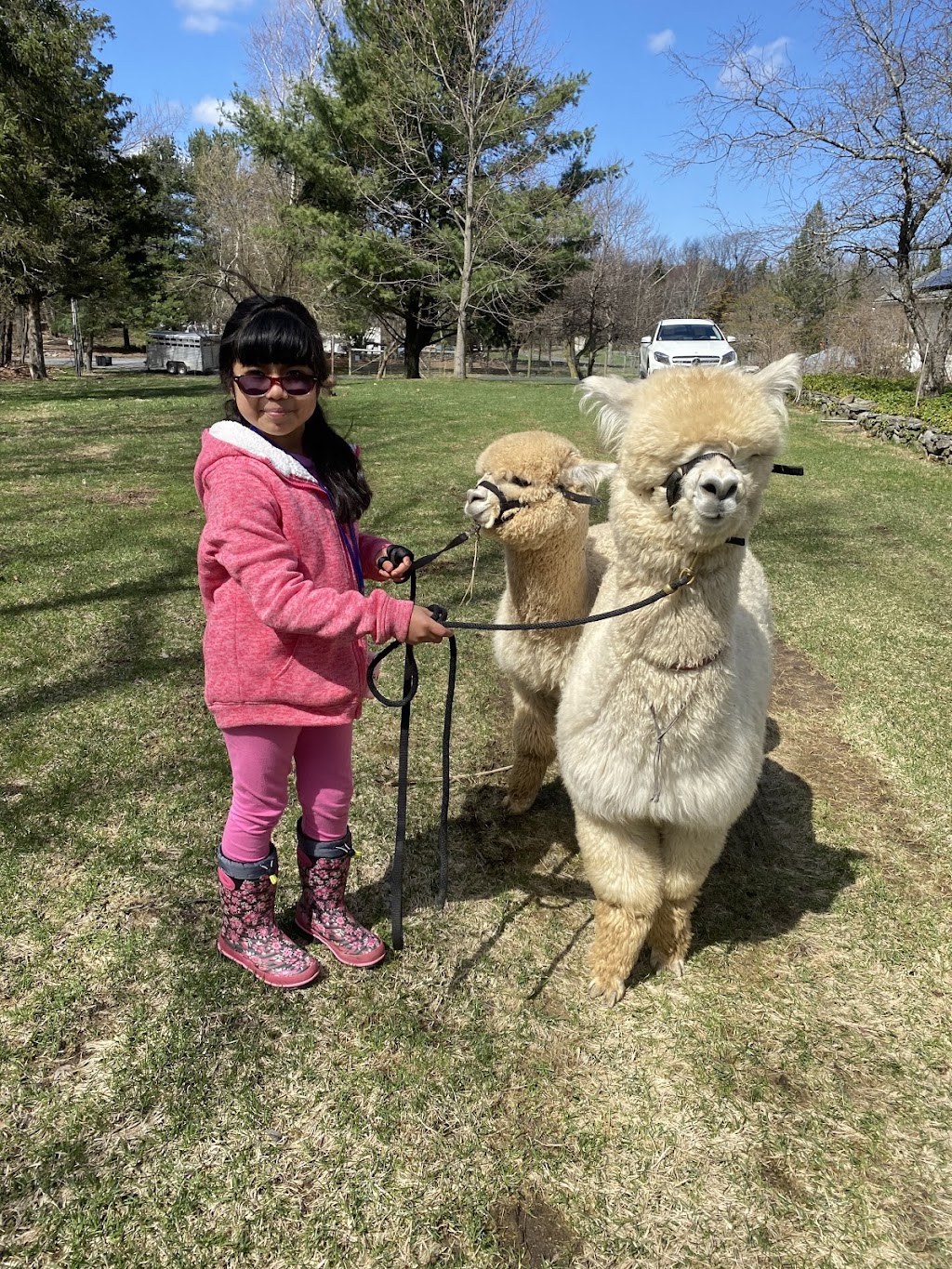 Shalimar Alpacas Farm | 164 E Ridge Rd, Warwick, NY 10990 | Phone: (845) 258-0851