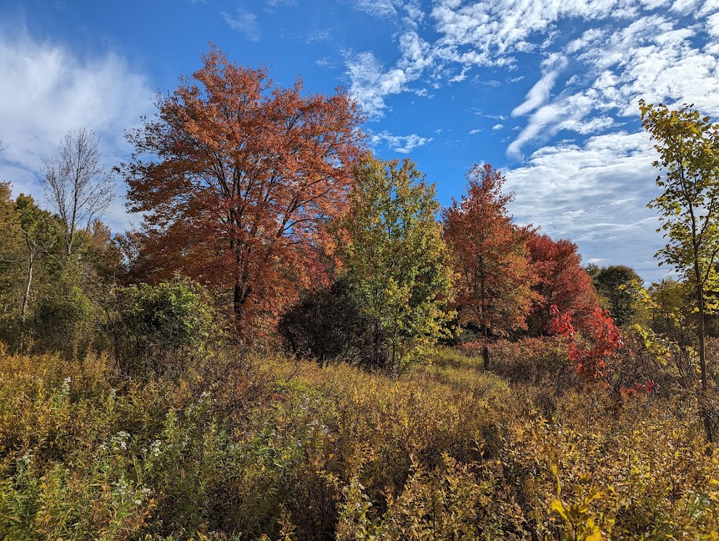 Browning Beaver Meadow Sanctuary | Hawley Rd, Equinunk, PA 18417 | Phone: (570) 253-9250