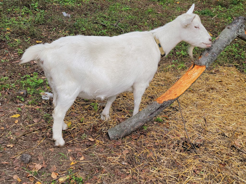 Queens County Farm Museum | 73-50 Little Neck Pkwy, Queens, NY 11004 | Phone: (718) 347-3276