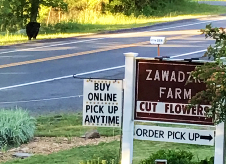 Zawadzki Farm | 276 Amherst Rd #116, South Hadley, MA 01075 | Phone: (413) 532-5921