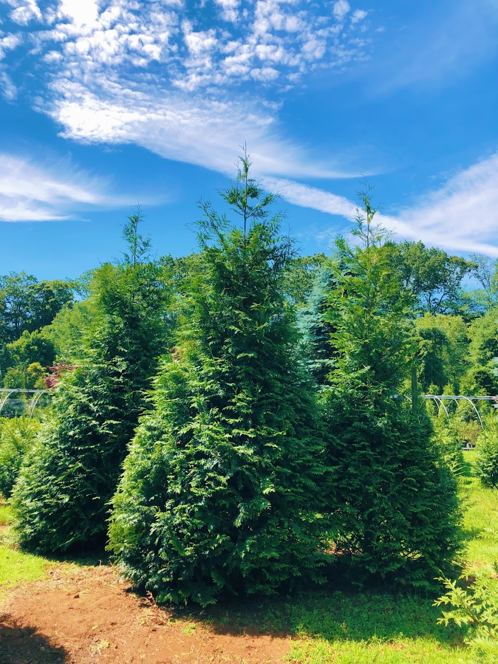 Total Concepts Tree Farm, Nursery and Landscape Solutions | 168 Heyers Mill Rd, Colts Neck, NJ 07722 | Phone: (732) 294-1271