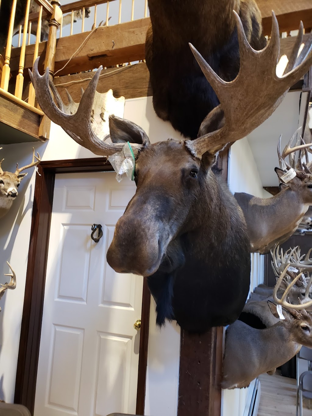 True-Life Taxidermy | 562 New Vernon Rd, Middletown, NY 10940 | Phone: (845) 733-1313