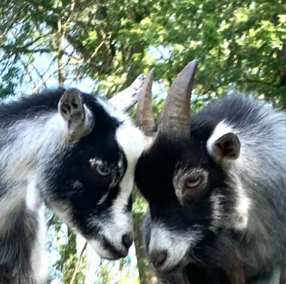 Namaaaste Goat Yoga | 6853 Tohickon Hill Rd, Pipersville, PA 18947 | Phone: (215) 485-8373