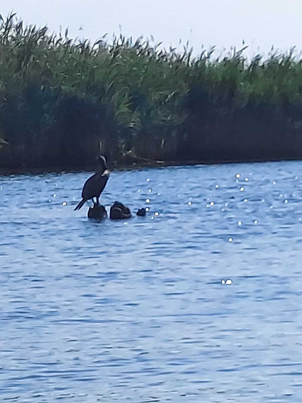 Wertheim National Wildlife Refuge Marsh Overlook #1 | Long Island National Wildlife Refuge Complex Visitor Center, 340 Smith Rd, Shirley, NY 11967 | Phone: (631) 286-0485