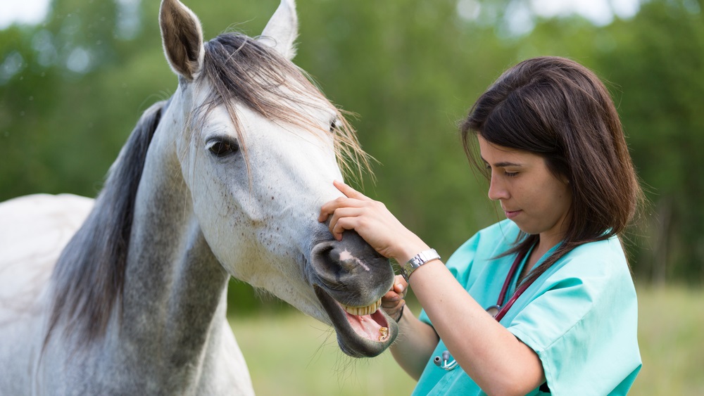 Califon Animal Hospital | 421 County Rd 513, Califon, NJ 07830 | Phone: (908) 832-7523