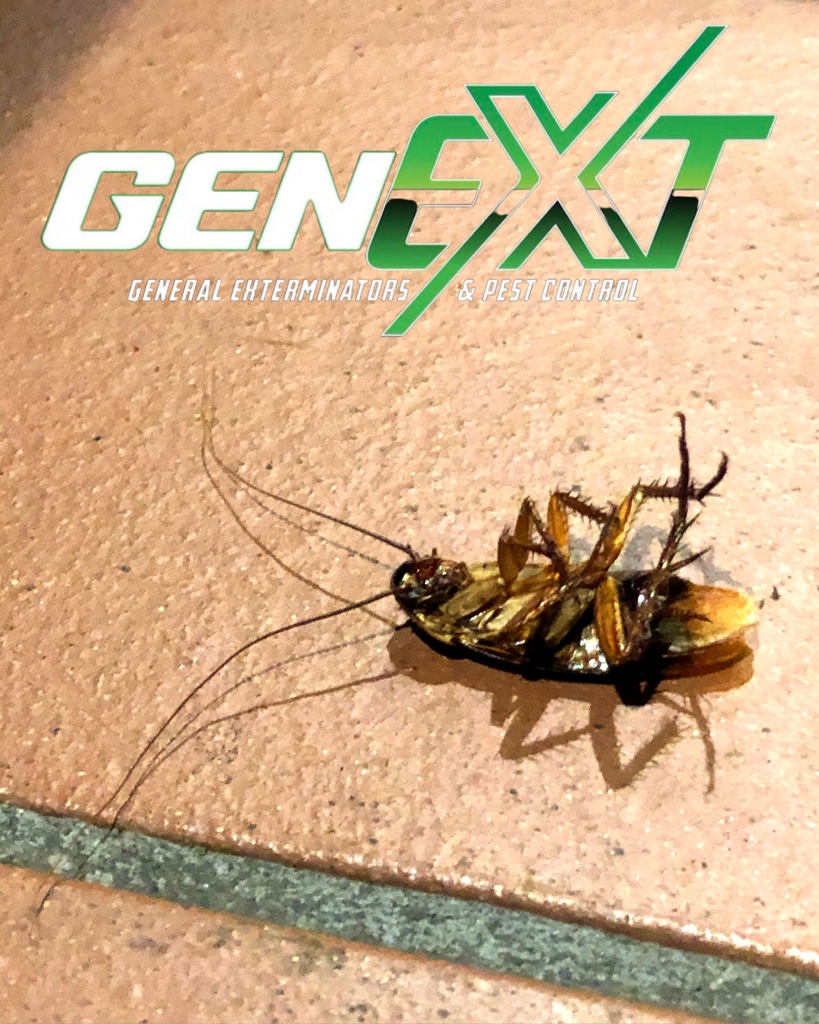 GenExt: General Extermination & Pest Control LLC | 9105 Morgan Wy, Mt Laurel Township, NJ 08054 | Phone: (856) 372-4901