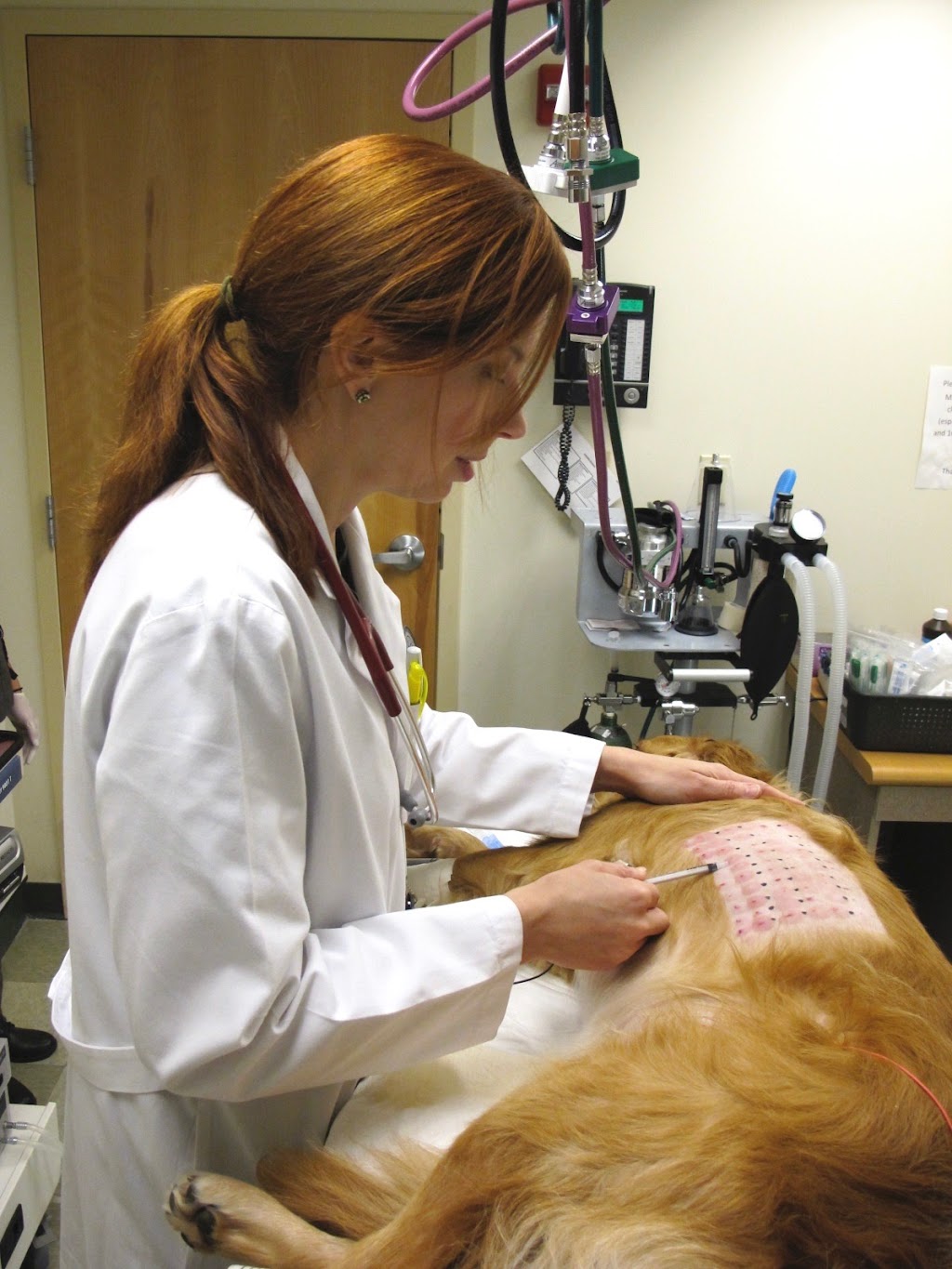 Hudson Valley Veterinary Dermatology - Westchester | 620 Commerce St, Thornwood, NY 10594 | Phone: (914) 495-8300