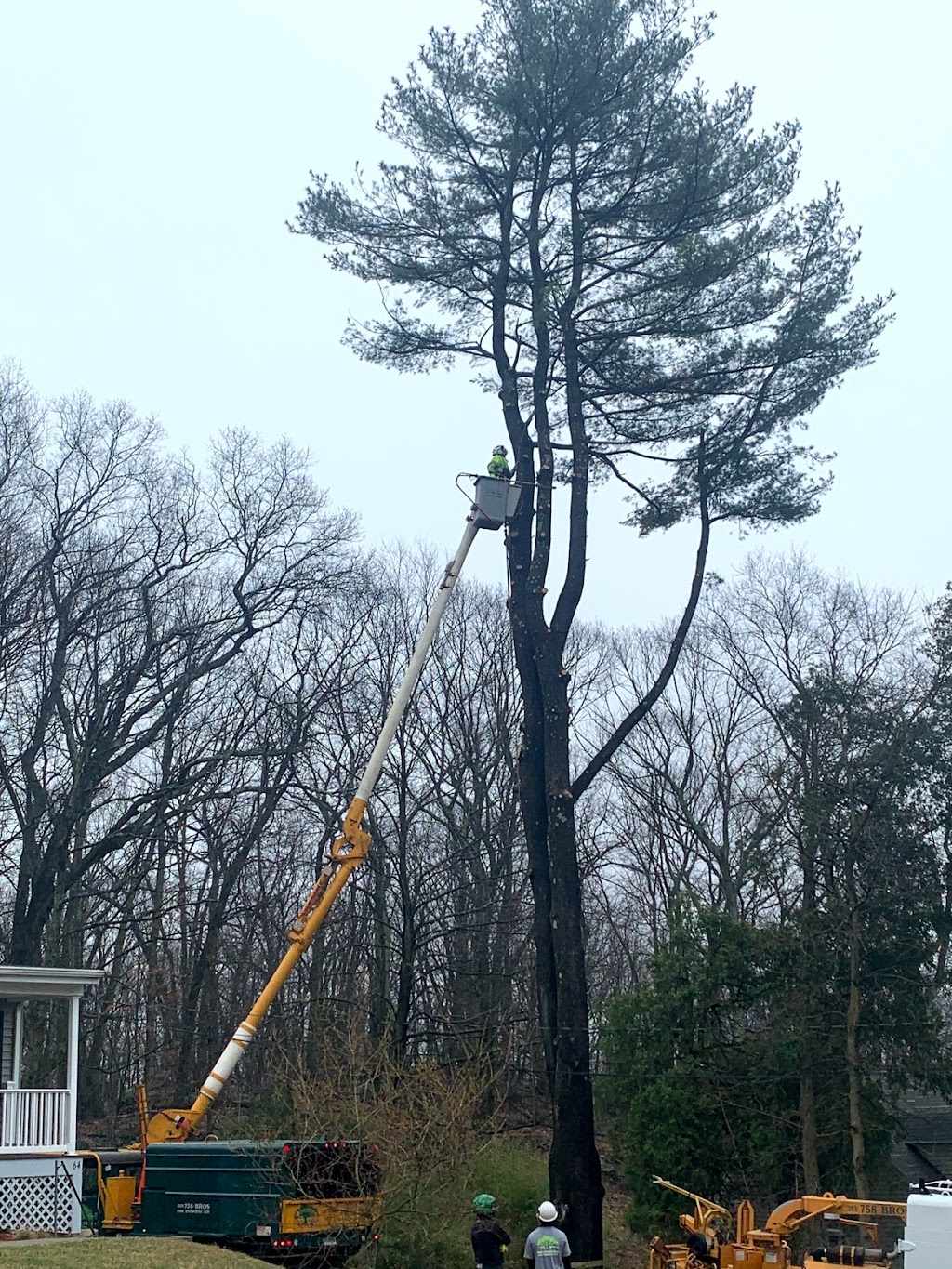 Brothers Tree Service LLC | 227 Commercial St, Watertown, CT 06795 | Phone: (203) 758-2767