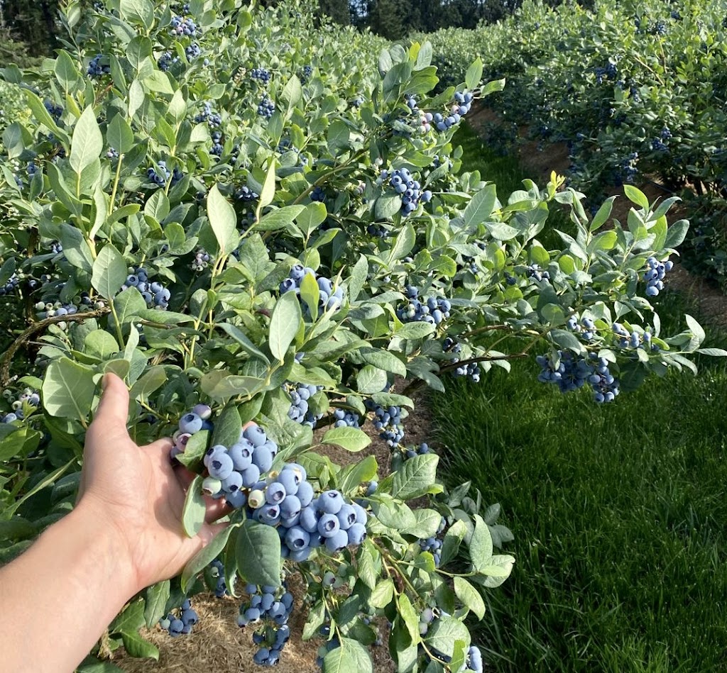 DiMeo Blueberry Farms & Blueberry Plants Nursery | 3101 Nesco Rd, Hammonton, NJ 08037 | Phone: (609) 561-5905