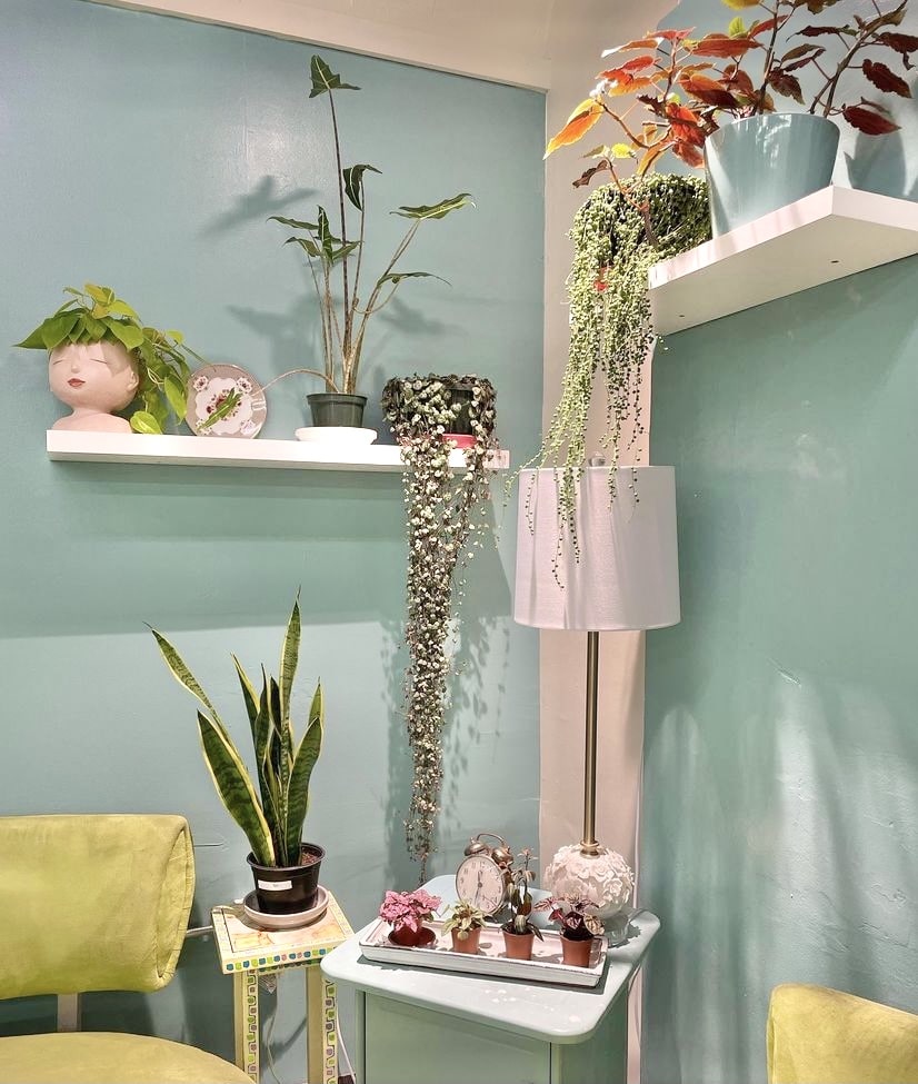 Haircuts and Houseplants | 132 Main St Suite 1H, Haydenville, MA 01039 | Phone: (413) 695-9787
