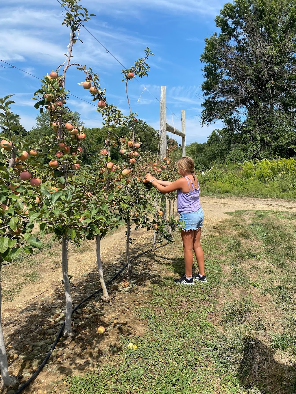 Johnsons Locust Hall Farm | 2691 Monmouth Rd, Jobstown, NJ 08041 | Phone: (609) 353-9000