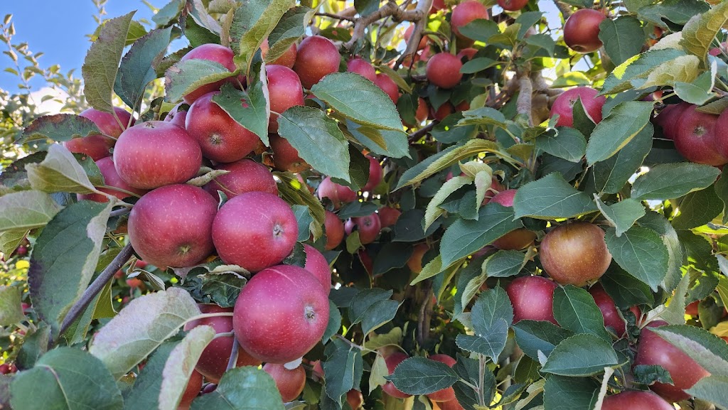 Mead Orchards | 15 Scism Rd, Tivoli, NY 12583 | Phone: (845) 756-5641