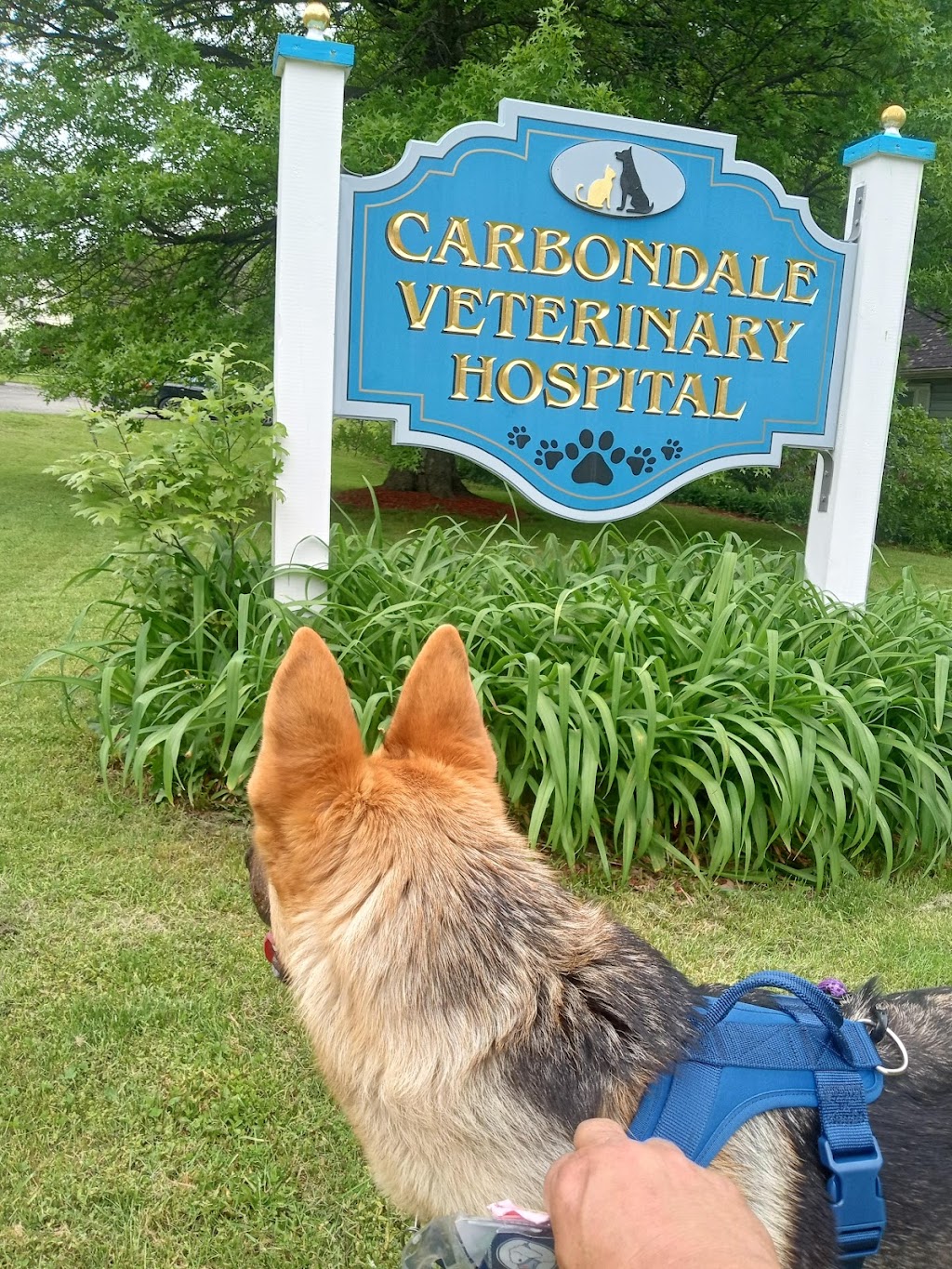 Carbondale Veterinary Hospital | 198 Canaan St, Carbondale, PA 18407 | Phone: (570) 282-0744