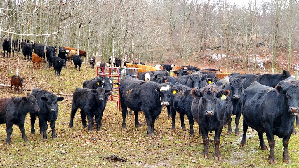 ORINOCO Cattle Products & Farms | 2227 Turnpike Rd, East Meredith, NY 13757 | Phone: (347) 348-3979
