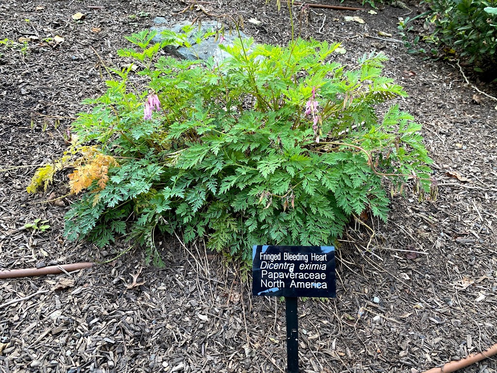 The Jane Bartlett Heisinger Garden @ The Bartlett Arboretum | Unnamed Road, Stamford, CT 06903 | Phone: (203) 322-6971