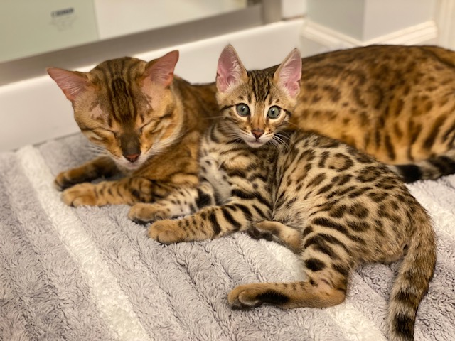 Zazu Bengal Breeders | 206 Manor Cir, East Hartford, CT 06118 | Phone: (860) 916-3713