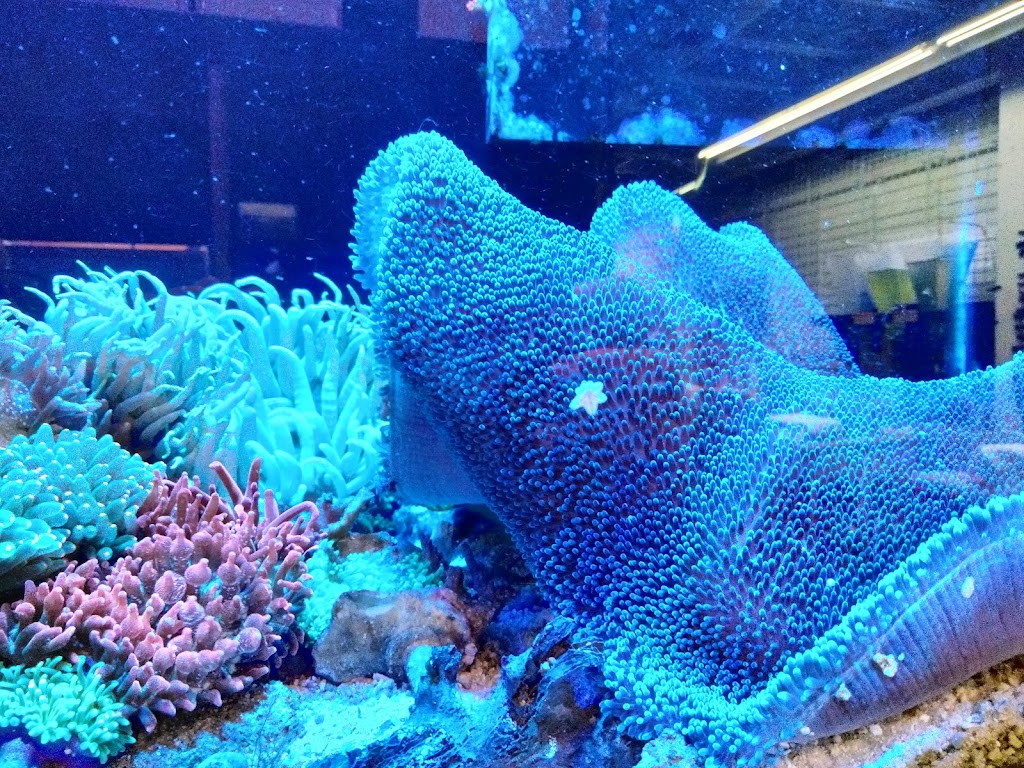 Something Fishy: Saltwater Aquarium Superstore | 511 E 21st St, Northampton, PA 18067 | Phone: (610) 502-9760