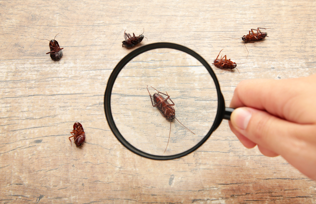 Advance Pest Solutions Inc. | 132-26 157th St, Queens, NY 11434 | Phone: (718) 527-5183