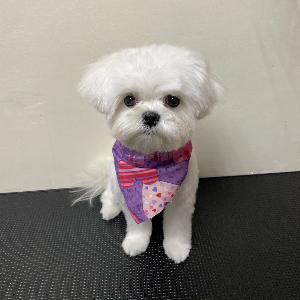 Fancy Doggy-Dog Grooming and Boarding(Doggy Doggy) 애견 미용실 | 24915 Northern Blvd, Queens, NY 11362 | Phone: (718) 428-0717