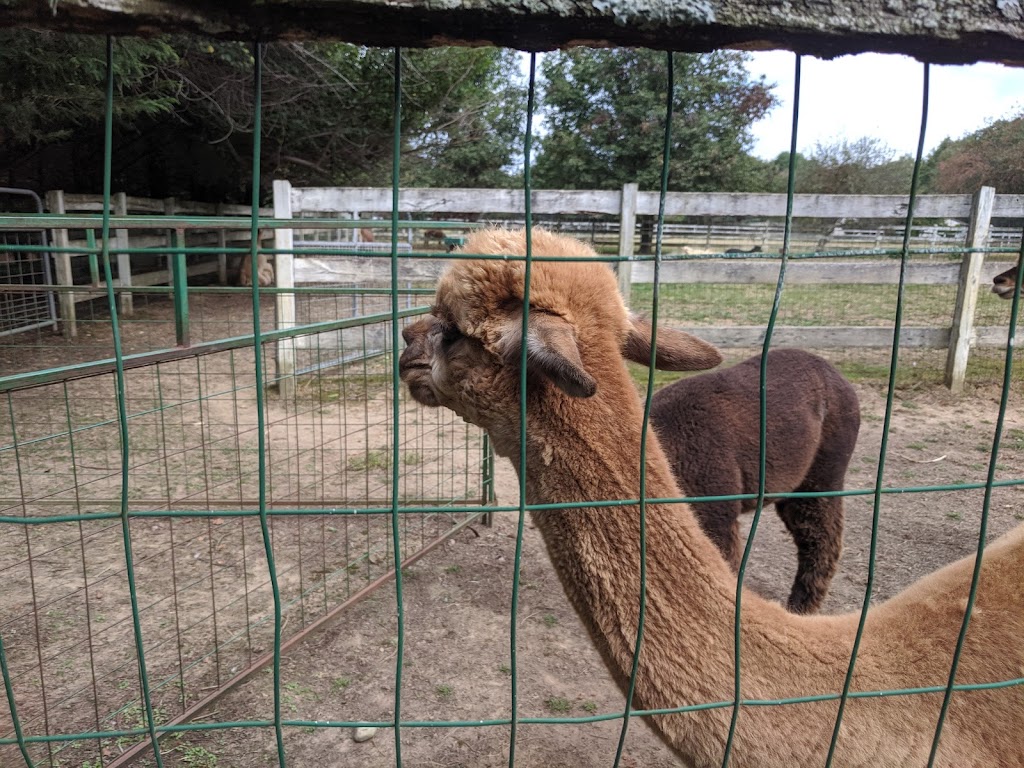 Windy Farm Alpacas | 61 White Pine Rd, Chesterfield Township, NJ 08515 | Phone: (609) 947-8269