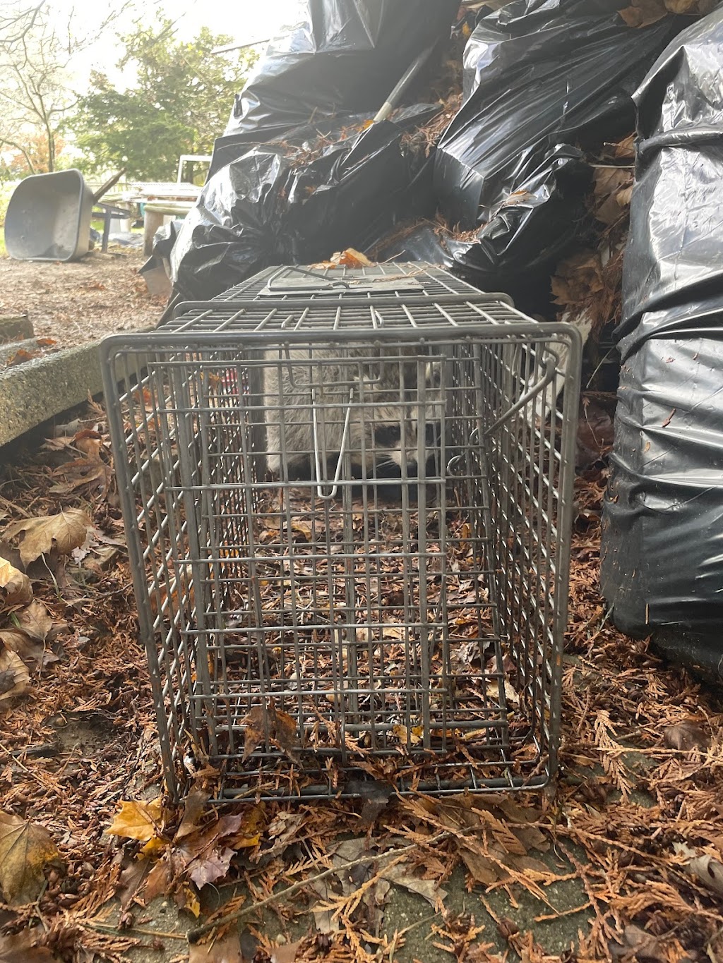 A Bad Critter Raccoon & Squirrel Removal | 931 Old Indian Mills Rd, Tabernacle, NJ 08088 | Phone: (609) 374-6794
