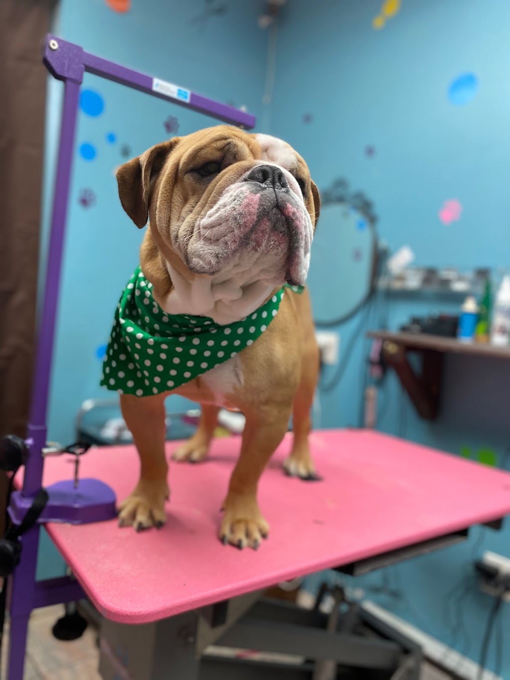 Lucky Paws Pet Grooming | 102-05 159th Ave, Queens, NY 11414 | Phone: (718) 322-7426