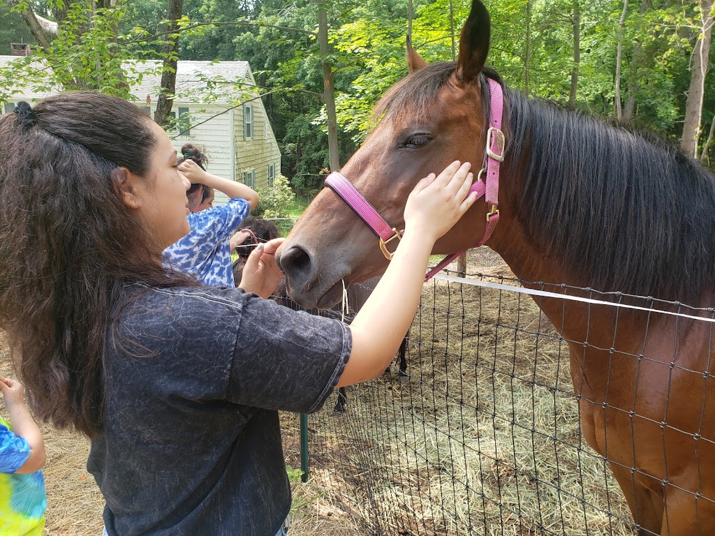 Rising Starr Horse Rescue | 93 Silver Spring Rd, Wilton, CT 06897 | Phone: (203) 257-8345