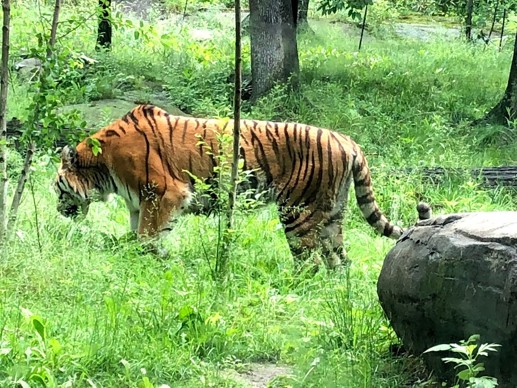 Tiger Mountain at Bronx Zoo | 2300 Southern Boulevard, The Bronx, NY 10460 | Phone: (718) 367-1010