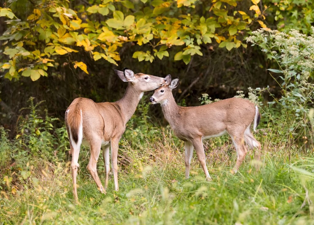 Great Swamp National Wildlife Refuge Wilderness Area | Green Village, NJ 07935 | Phone: (973) 425-1222