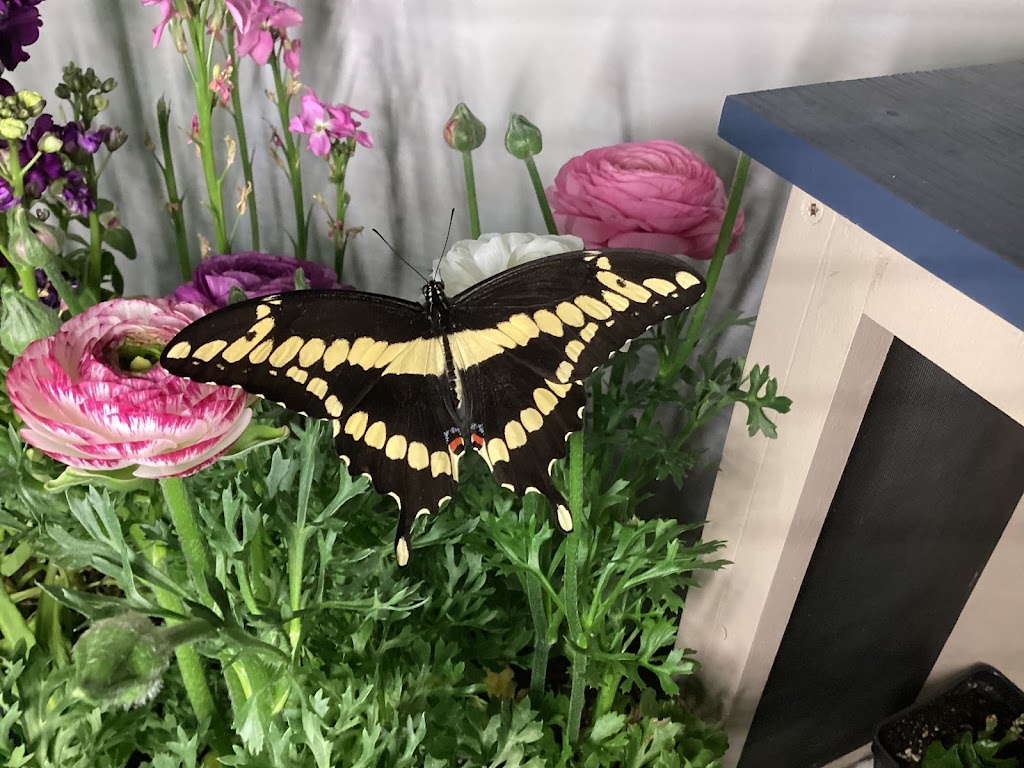 Tallyho Butterfly Farm | 1400 Tallyho Rd, Meadowbrook, PA 19046 | Phone: (401) 536-8612
