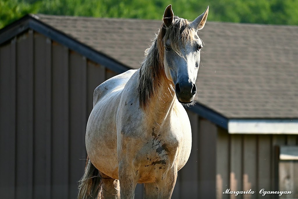 13 Hands Equine Rescue Inc. | 50 Tuscan Way, Clinton Corners, NY 12514 | Phone: (914) 325-4941