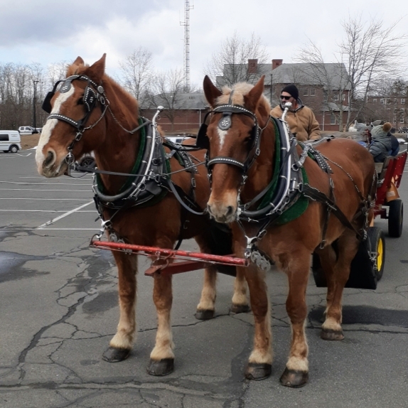 Mainely Drafts Horse And Carriage | 1361 Lyon St, Ludlow, MA 01056 | Phone: (413) 218-4074