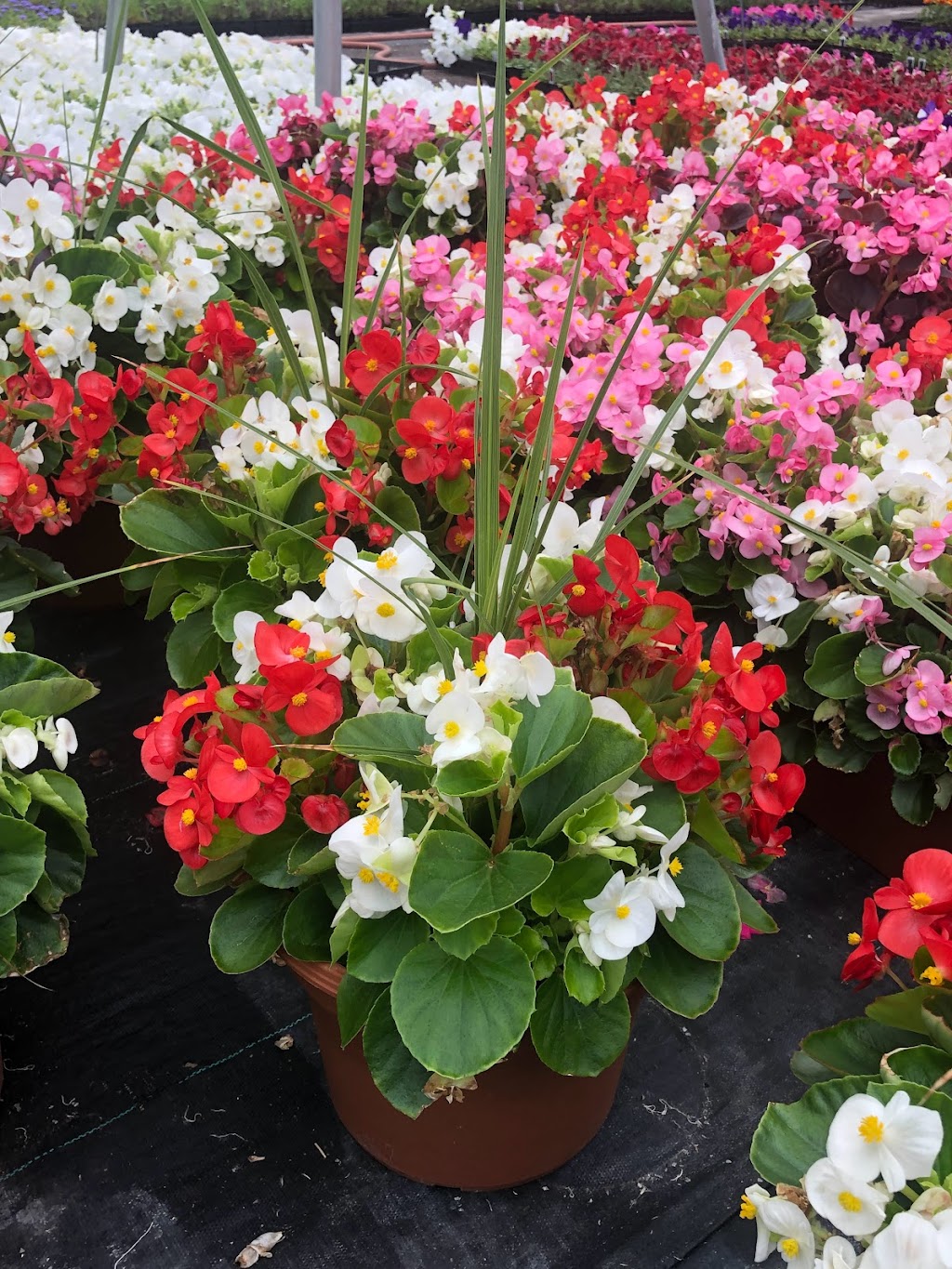 Comiskys Greenhouses Inc. | 115 Manlove Ave, Hightstown, NJ 08520 | Phone: (609) 448-1705