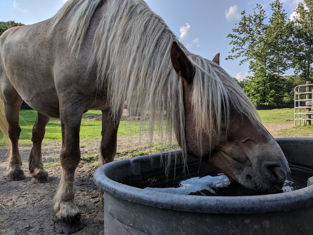 Lucky Orphans Horse Rescue | 2699 NY-22 #334, Dover Plains, NY 12522 | Phone: (845) 877-0685