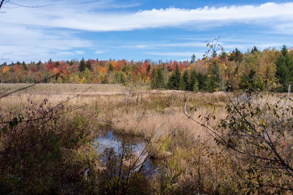 October Mountain State Forest | 317 Woodland Rd, Lee, MA 01238 | Phone: (413) 243-1778