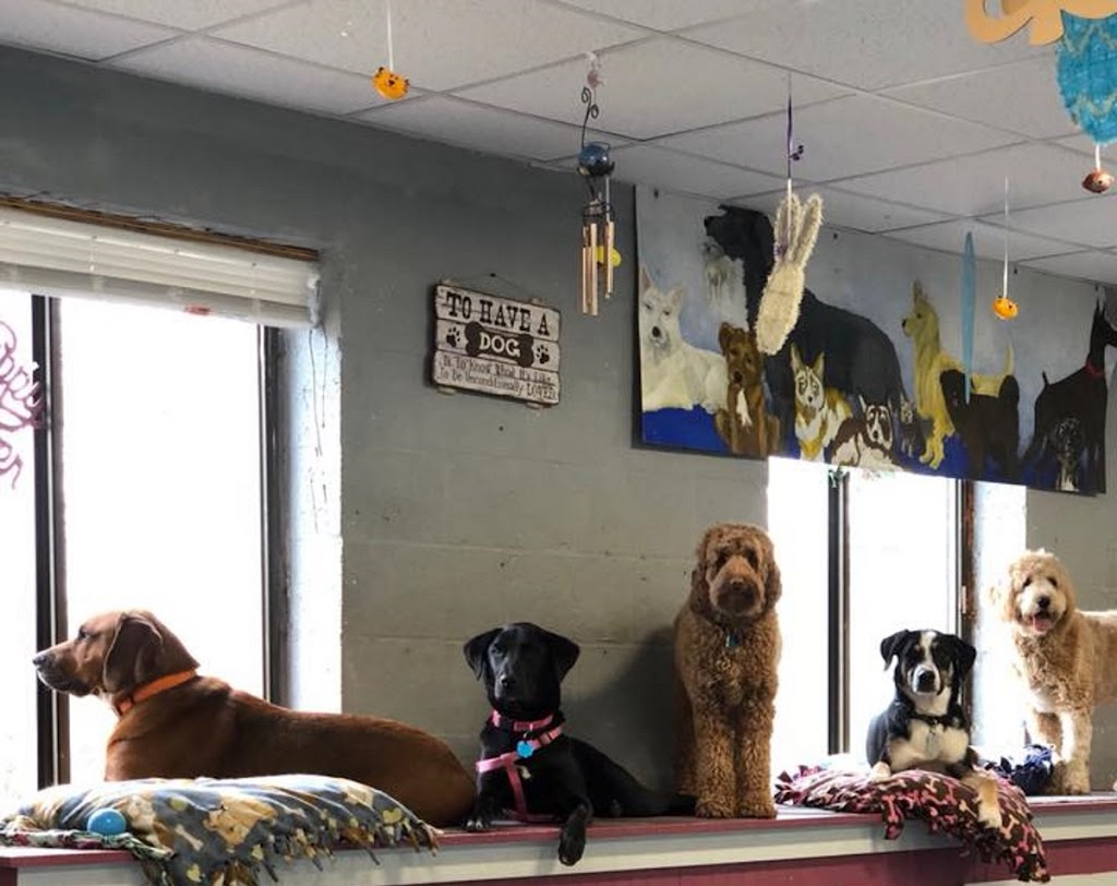 Lather & Laughs Dog Groomer and Daycare | 214 Canal St, Plantsville, CT 06479 | Phone: (860) 628-2284
