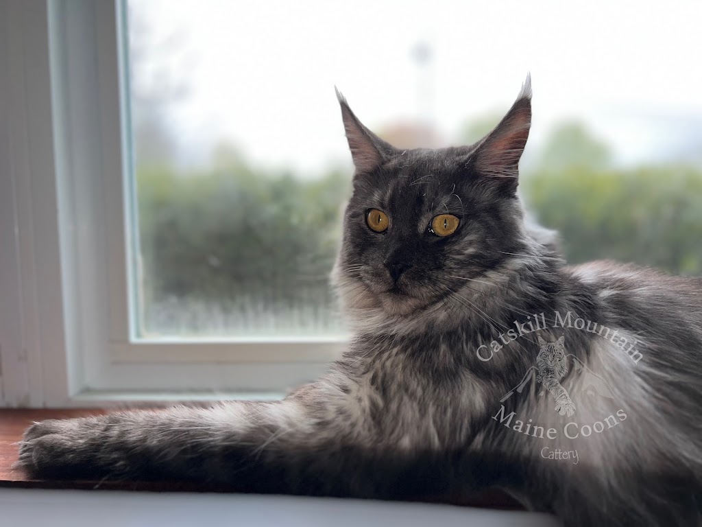 Catskill Mountain Maine Coons Cattery | 648 Irving Rd, Greenville, NY 12083 | Phone: (845) 664-2130