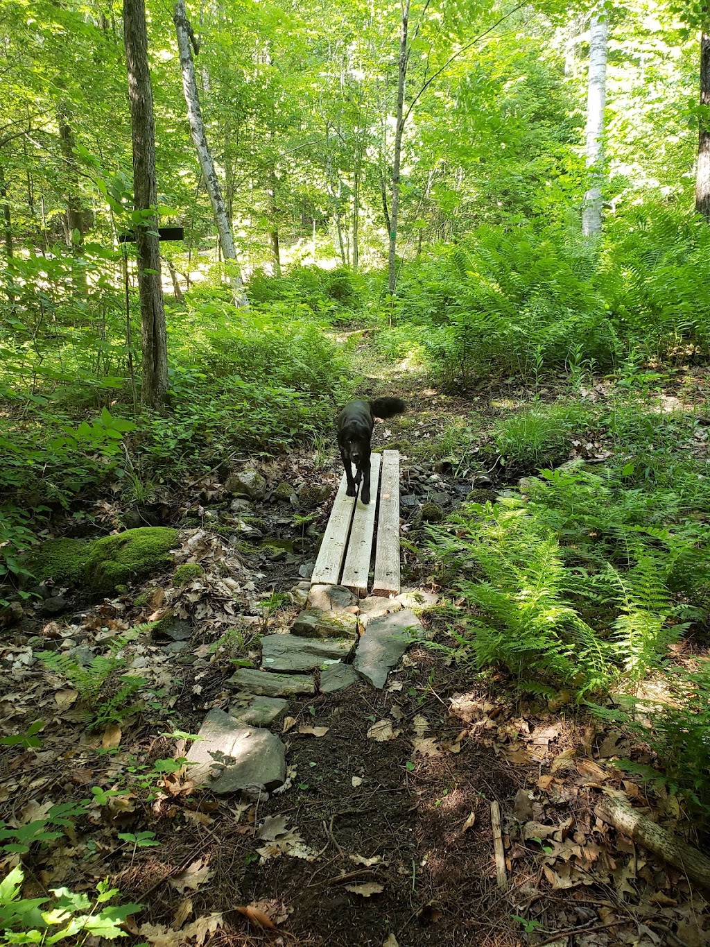Park Knox Acres Hiking Trails | 195-183 Round Hill Rd, Chester, MA 01011 | Phone: (413) 302-0312
