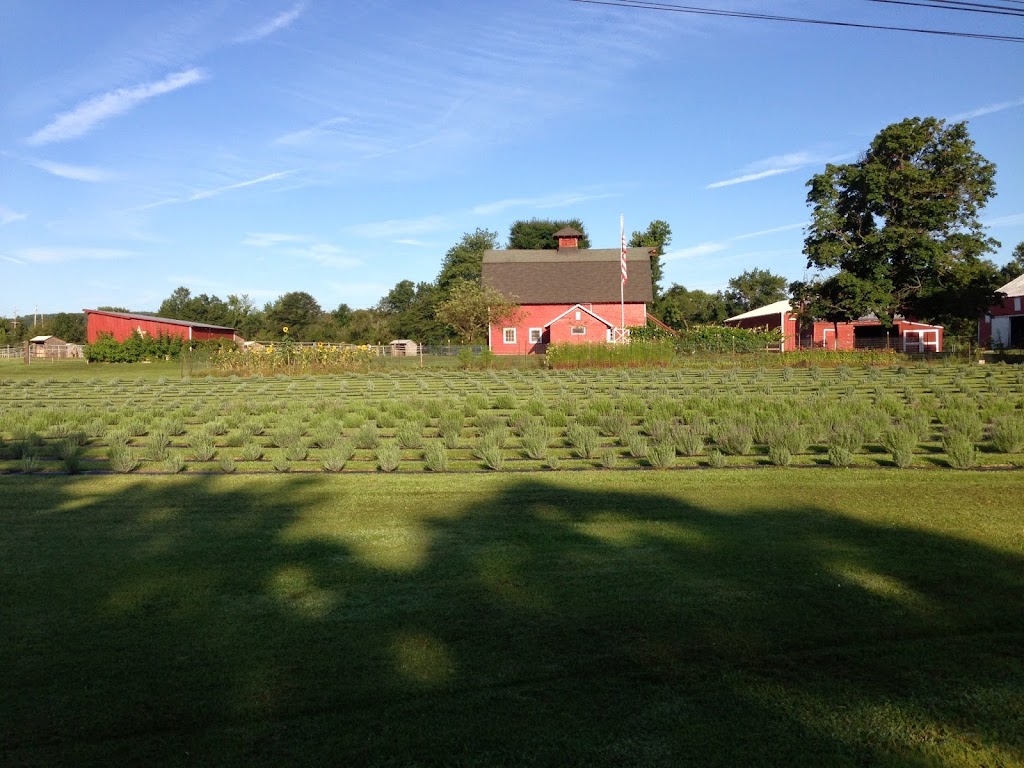 Hidden Spring Lavender & Alpaca Farm | 890 Belle Mead-Blawenburg Rd, Skillman, NJ 08558 | Phone: (609) 558-7034