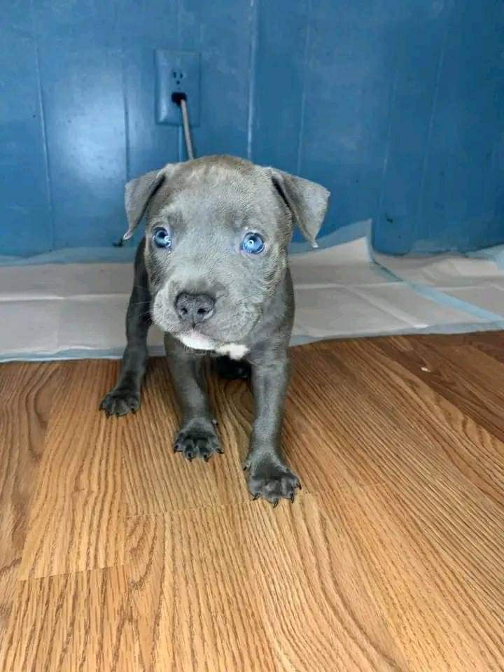 James Amazing Pitbull (Bluenose) Puppies For Home | 204 Raritan St, Camden, NJ 08105 | Phone: (201) 305-0547